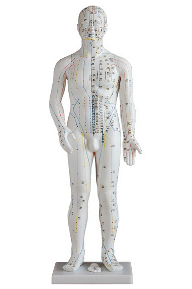 針灸訓(xùn)練模型的應(yīng)用