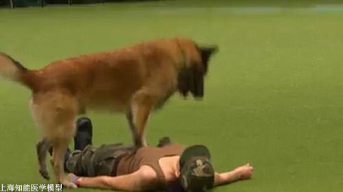 心肺復(fù)蘇模擬人