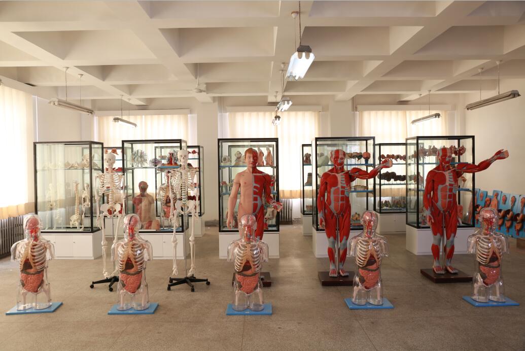 知能醫(yī)學(xué)模型展廳 知能醫(yī)學(xué)模型展廳