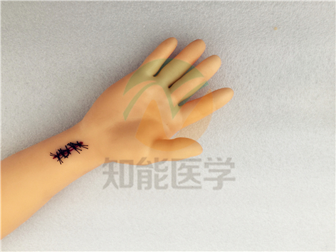 高級外科縫合手臂模型背面 高級外科縫合手臂模型背面