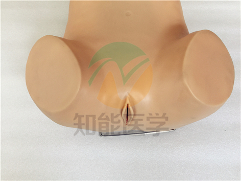 高級婦科檢查模型實(shí)拍圖 高級婦科檢查模型實(shí)拍圖