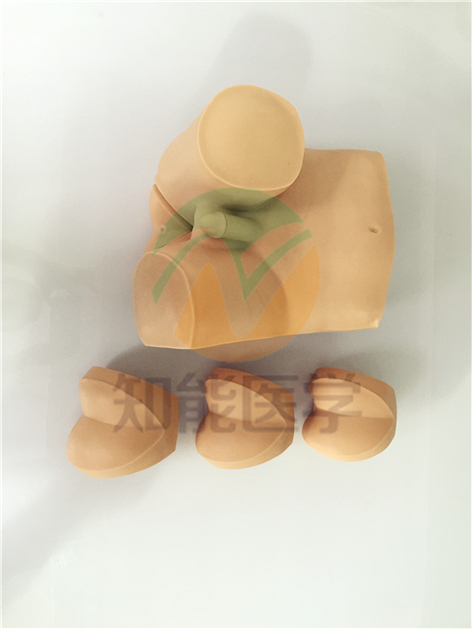 知能醫(yī)學模型高級直腸指診檢查模型 知能醫(yī)學模型高級直腸指診檢查模型