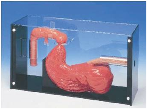知能醫(yī)學ERCP檢查訓練模型 知能醫(yī)學ERCP檢查訓練模型