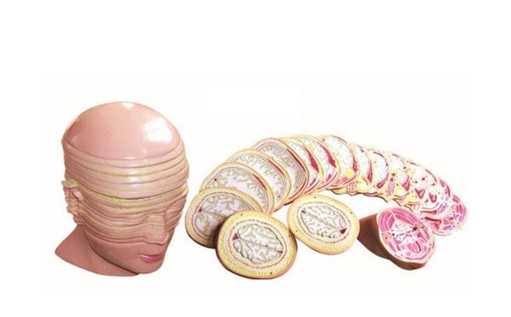 知能醫(yī)學(xué)模型人體頭頸部斷層解剖橫切面模型 BIX-A3001 知能醫(yī)學(xué)模型人體頭頸部斷層解剖橫切面模型 BIX-A3001