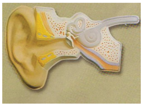 知能醫(yī)學(xué)耳聽覺調(diào)節(jié)模型 BIX-A2135 知能醫(yī)學(xué)耳聽覺調(diào)節(jié)模型 BIX-A2135