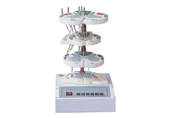 脊髓的內(nèi)部結(jié)構(gòu)模型