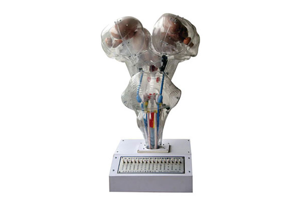 腦神經(jīng)核立體關(guān)系電動(dòng)模型產(chǎn)品功能測試報(bào)告