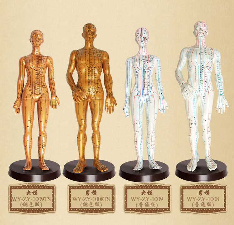 中醫(yī)針灸模型 中醫(yī)針灸模型