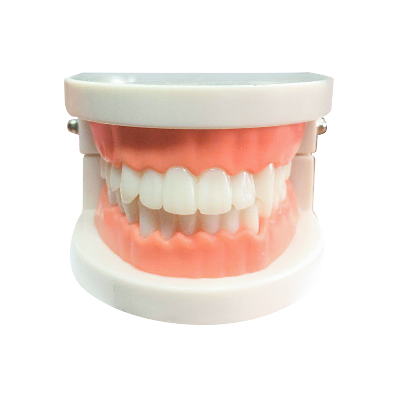 口腔護(hù)理模型 口腔護(hù)理模型