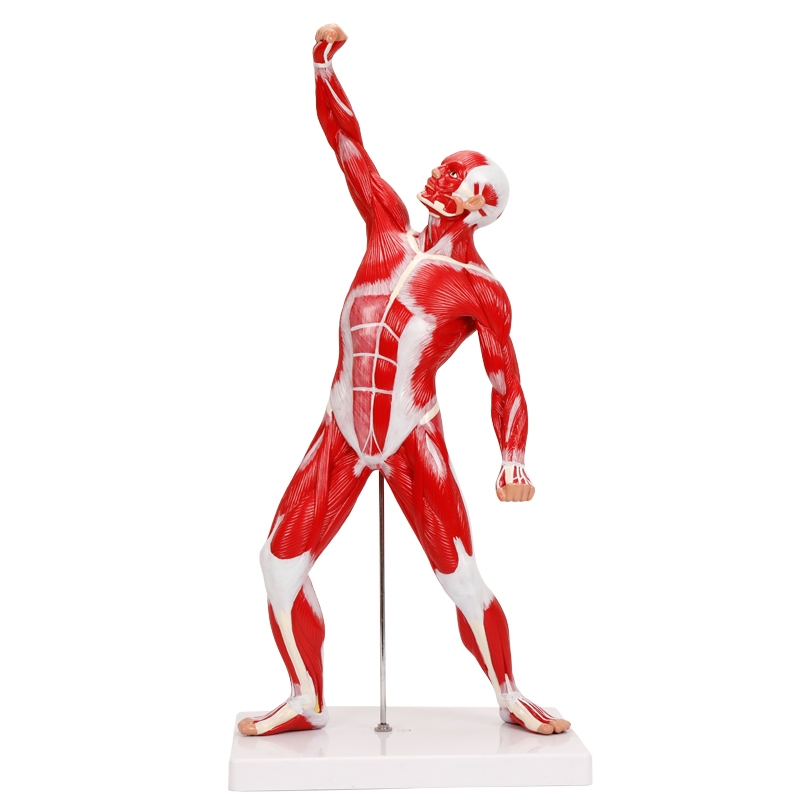 人體肌肉模型 人體肌肉模型