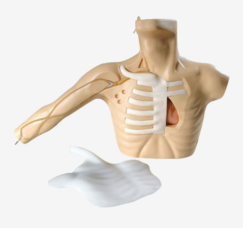 外周穿刺、中心靜脈穿刺插管模型