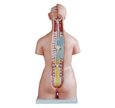 知能醫(yī)學(xué)模型兩性互換軀干模型(85cm 40件) BIX-A1043 知能醫(yī)學(xué)模型兩性互換軀干模型(85cm 40件) BIX-A1043