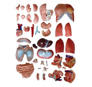 知能醫(yī)學(xué)模型兩性互換軀干模型(85cm 40件) BIX-A1043 知能醫(yī)學(xué)模型兩性互換軀干模型(85cm 40件) BIX-A1043