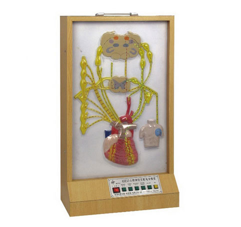 心臟神經(jīng)支配電動(dòng)模型