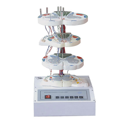 脊髓的內(nèi)部結(jié)構(gòu)和上、下行纖維電動模型