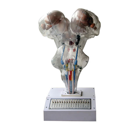 腦、腦水平切、腦神經(jīng)核立體關(guān)系電動(dòng)模型