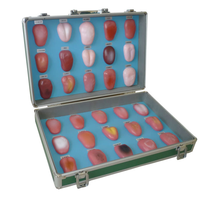 舌苔模型（舌診模型、舌像模型）