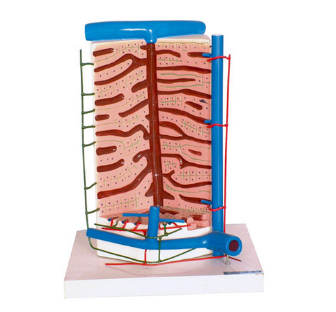 知能醫(yī)學(xué)模型肝小葉模型 BIX/2036 知能醫(yī)學(xué)模型肝小葉模型 BIX/2036