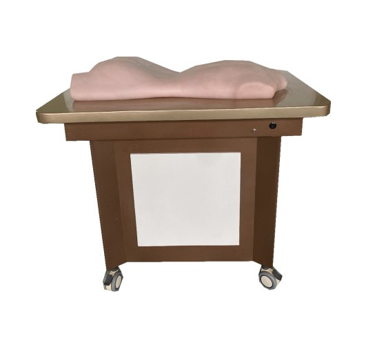 中醫(yī)針灸、推拿、拔罐背部模型(BIX-BBMX)