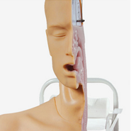 高級吞咽機(jī)制模型