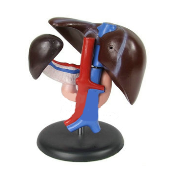 脾、胰、肝、十二指腸解剖模型