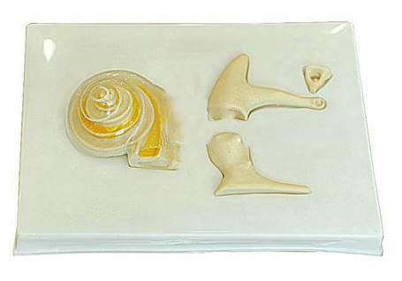 內(nèi)耳、聽小骨及骨膜放大模型