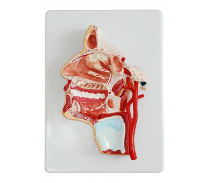 口、鼻、咽、喉內(nèi)側(cè)面血管神經(jīng)模型